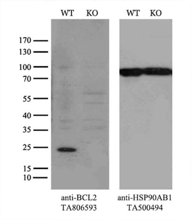 BCL2 Antibody in Western Blot (WB)