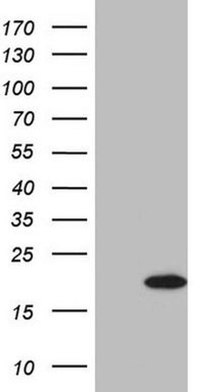 BCL2A1 Antibody in Western Blot (WB)