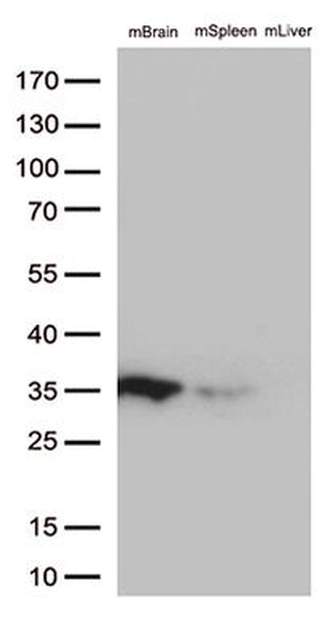 BCL2L1 Antibody in Western Blot (WB)