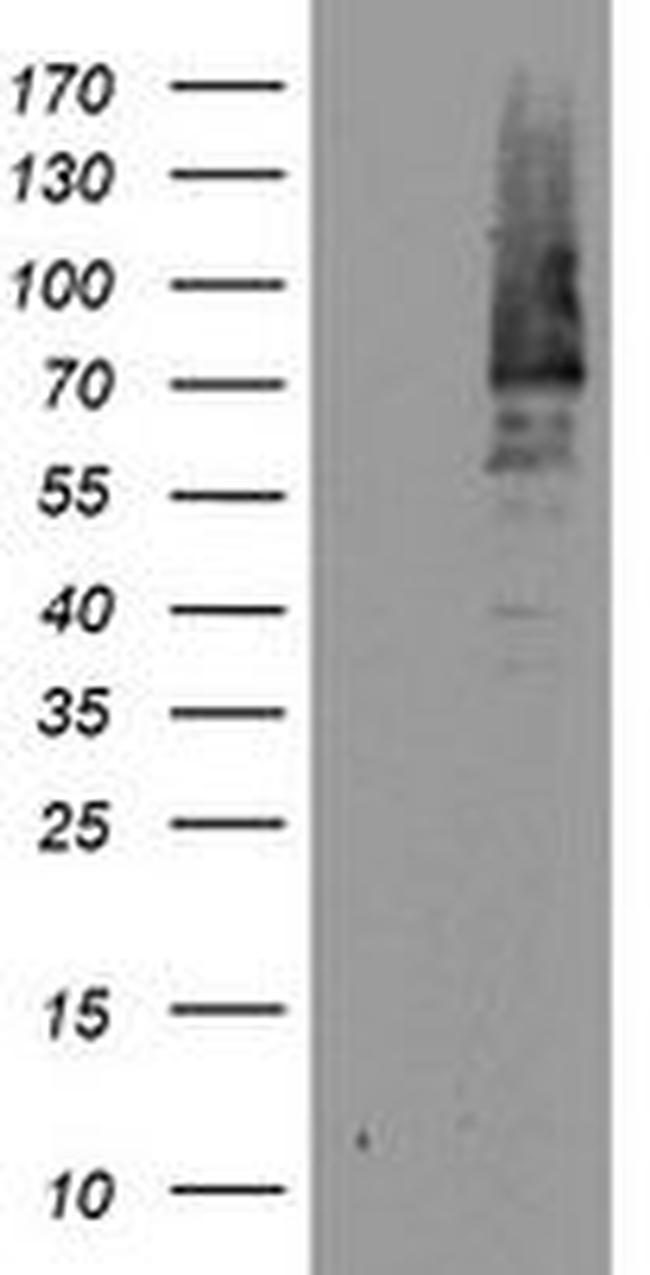BIRC3 Antibody in Western Blot (WB)
