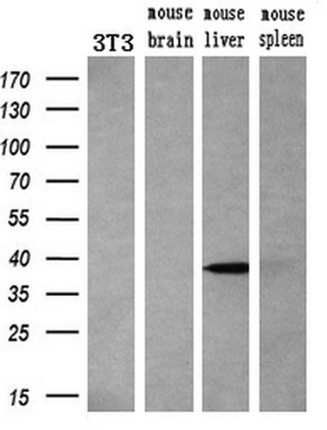 BIRC7 Antibody in Western Blot (WB)