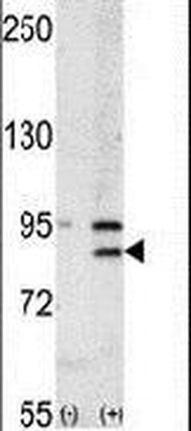 BRD2 Antibody in Western Blot (WB)