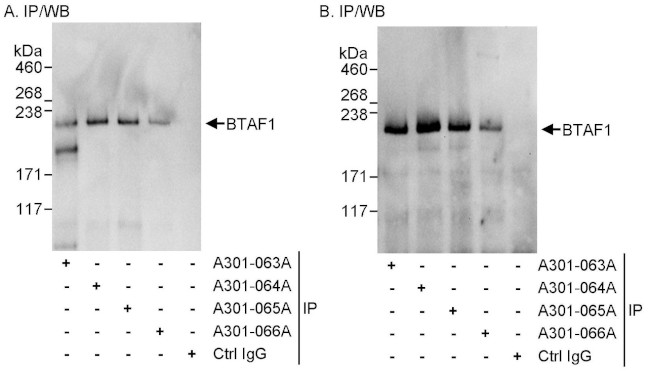 BTAF1 Antibody in Immunoprecipitation (IP)