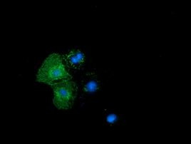 BTN1A1 Antibody in Immunocytochemistry (ICC/IF)