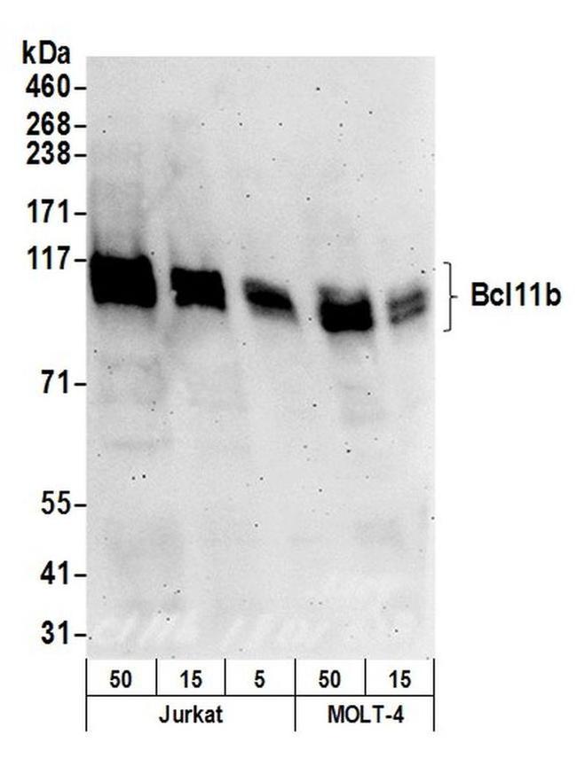 Bcl11b Antibody in Western Blot (WB)
