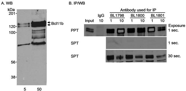 Bcl11b Antibody in Western Blot (WB)