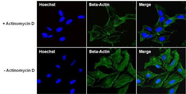 beta Actin Antibody in Immunocytochemistry (ICC/IF)