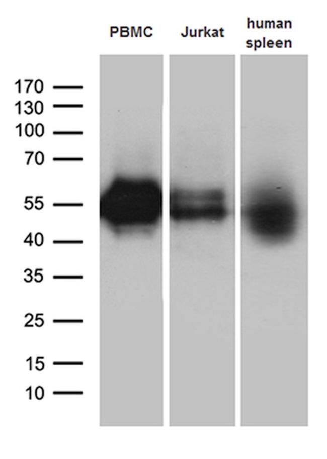 C10orf54 Antibody in Western Blot (WB)