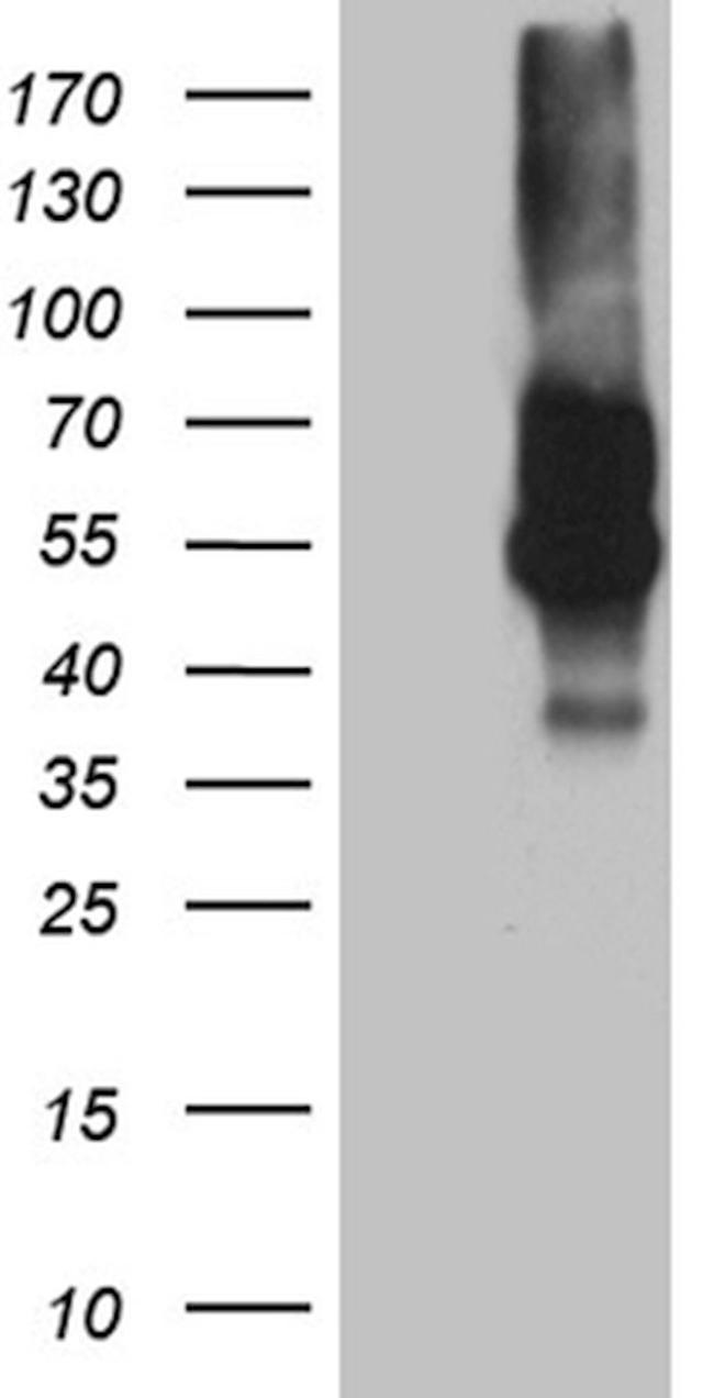 C10orf54 Antibody in Western Blot (WB)