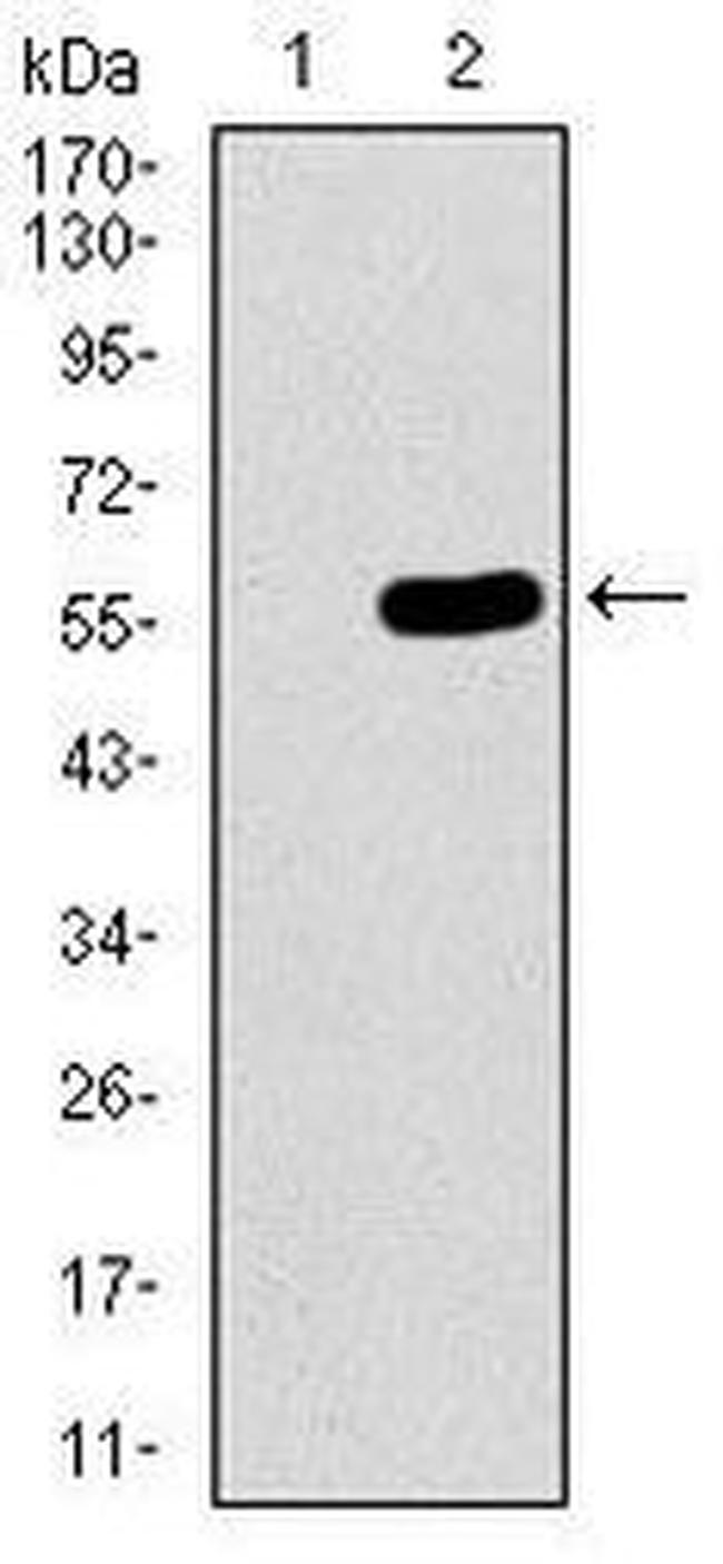 C17orf53 Antibody in Western Blot (WB)