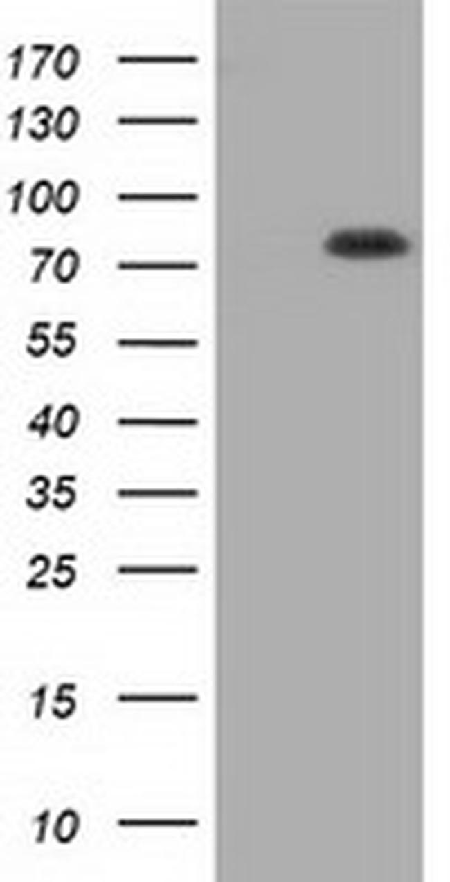 C17orf28 Antibody in Western Blot (WB)