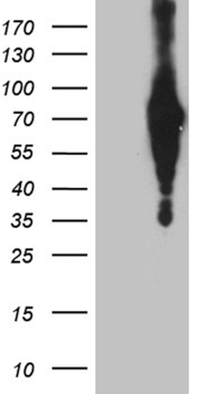 C3orf25 Antibody in Western Blot (WB)
