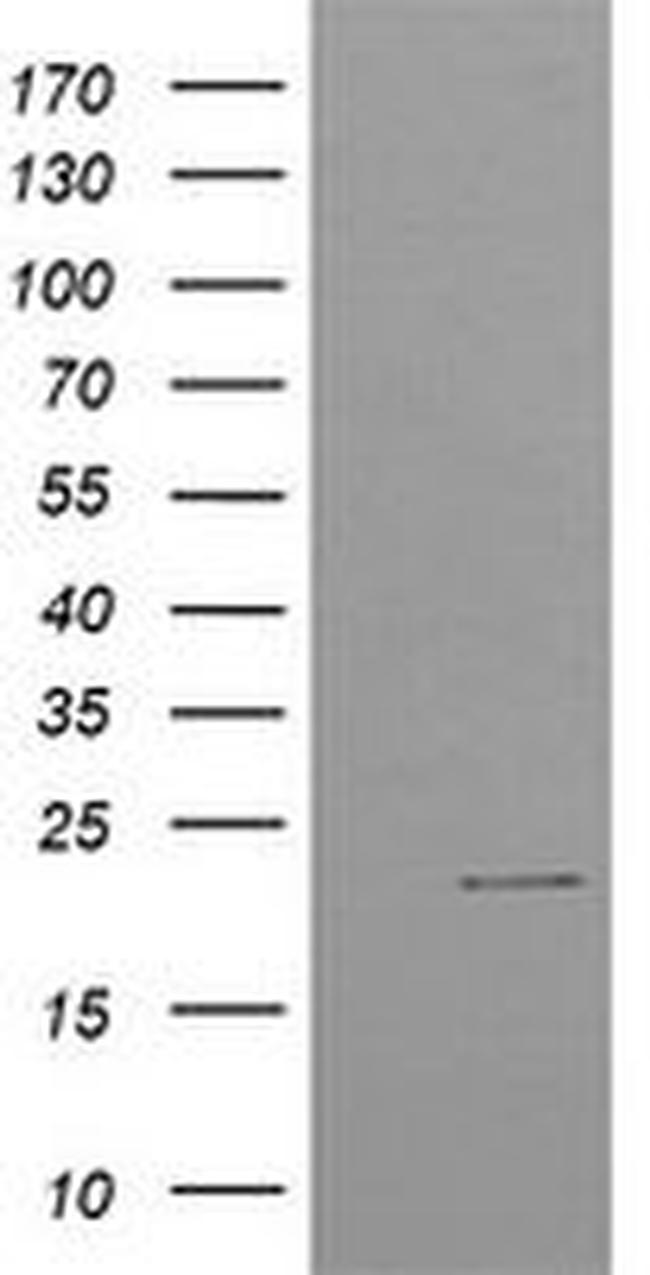 C4orf42 Antibody in Western Blot (WB)