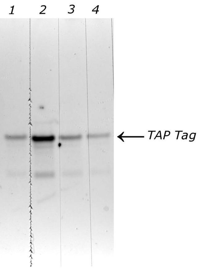 TAP Tag Antibody in Western Blot (WB)