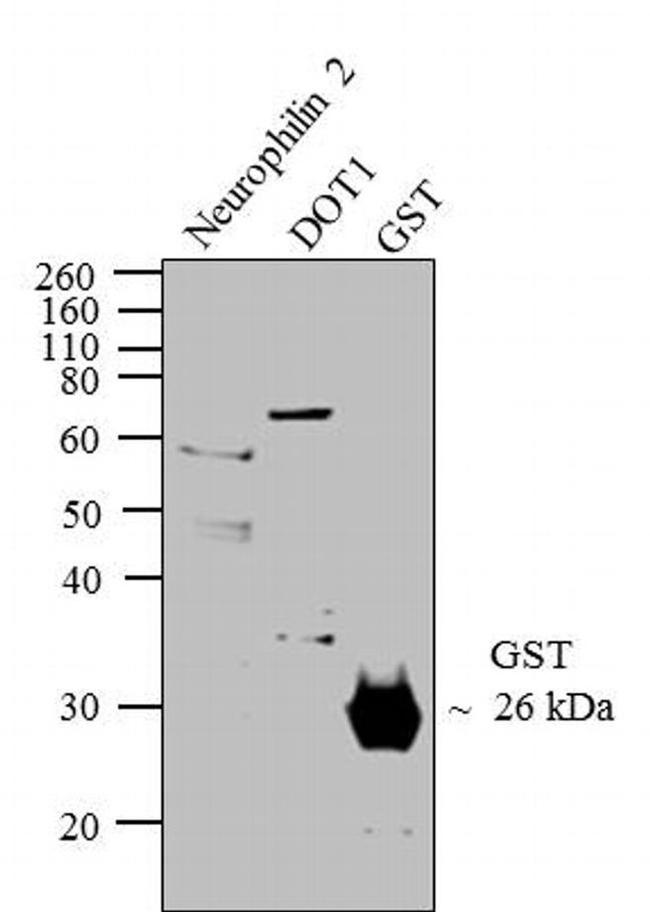 GST Tag Antibody in Western Blot (WB)