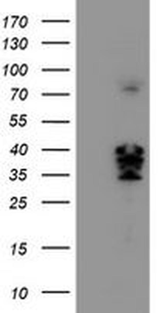 CAMLG Antibody in Western Blot (WB)