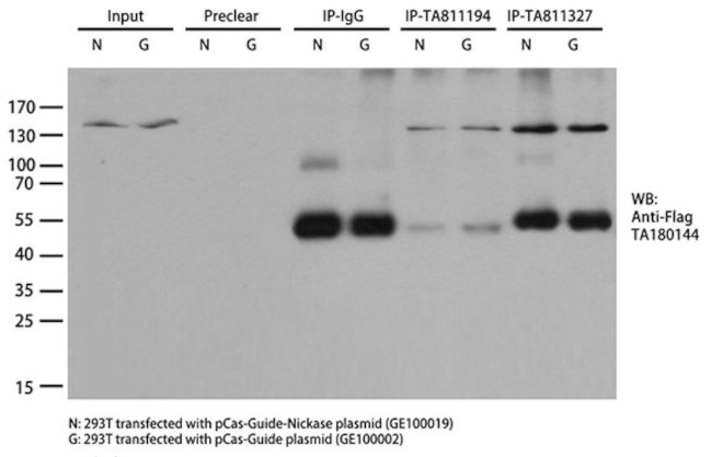 Cas9 Antibody in Immunoprecipitation (IP)