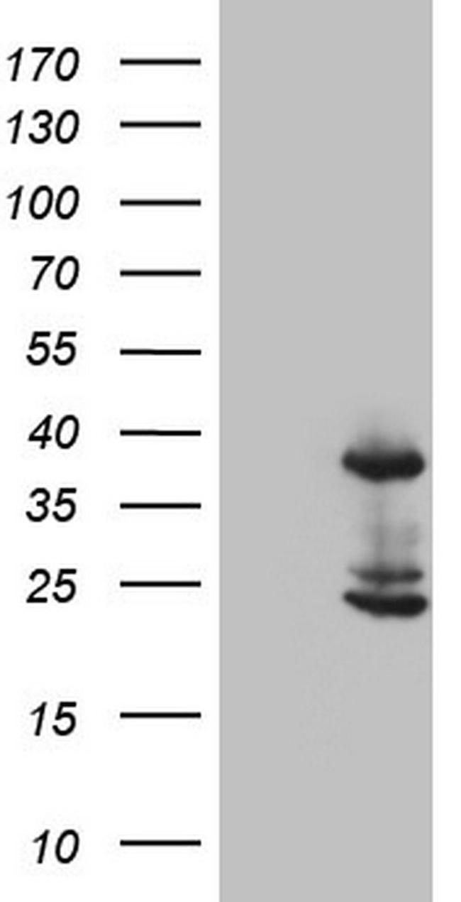 CASP4 Antibody in Western Blot (WB)