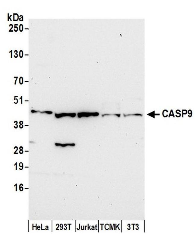 CASP9/Caspase 9 Antibody in Western Blot (WB)