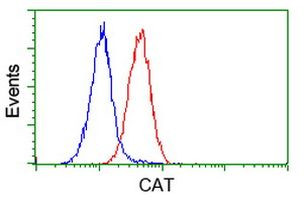 CAT Antibody in Flow Cytometry (Flow)