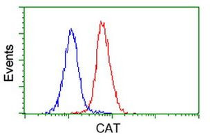 CAT Antibody in Flow Cytometry (Flow)