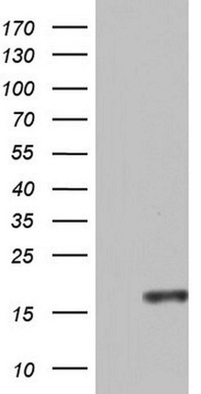 CCL11 Antibody in Western Blot (WB)