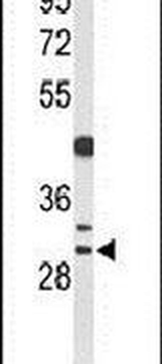 CCNB1IP1 Antibody in Western Blot (WB)