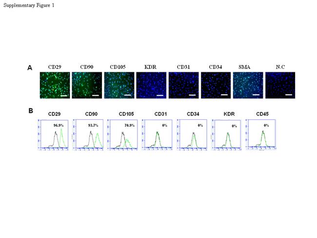 CD105 Antibody in Immunocytochemistry, Flow Cytometry (ICC/IF, Flow)