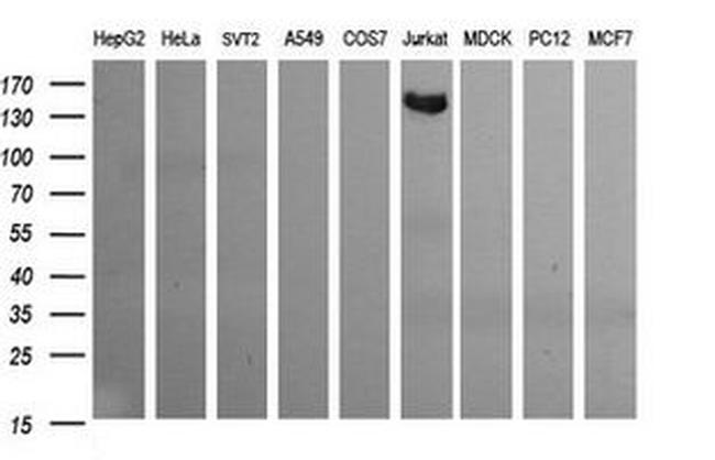 CD163 Antibody in Western Blot (WB)