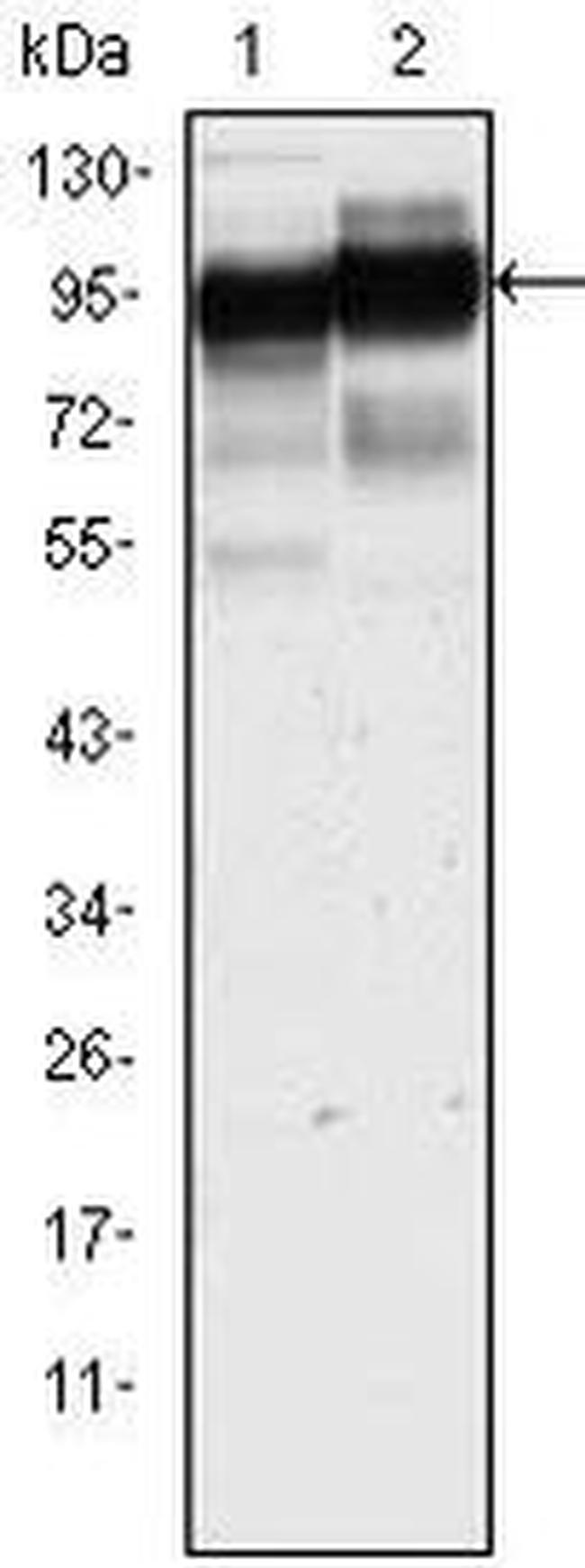 CD44 Antibody in Western Blot (WB)