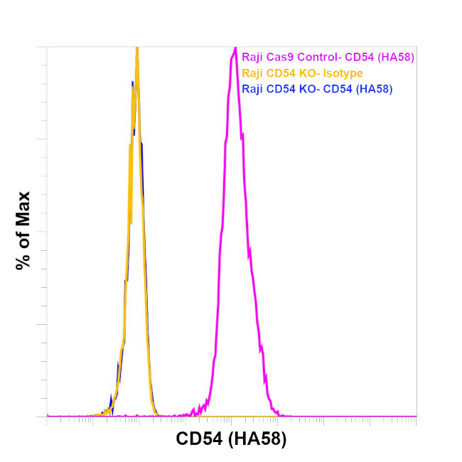 CD54 (ICAM-1) Antibody