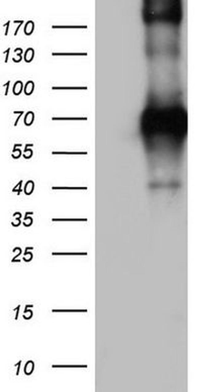 CD68 Antibody in Western Blot (WB)