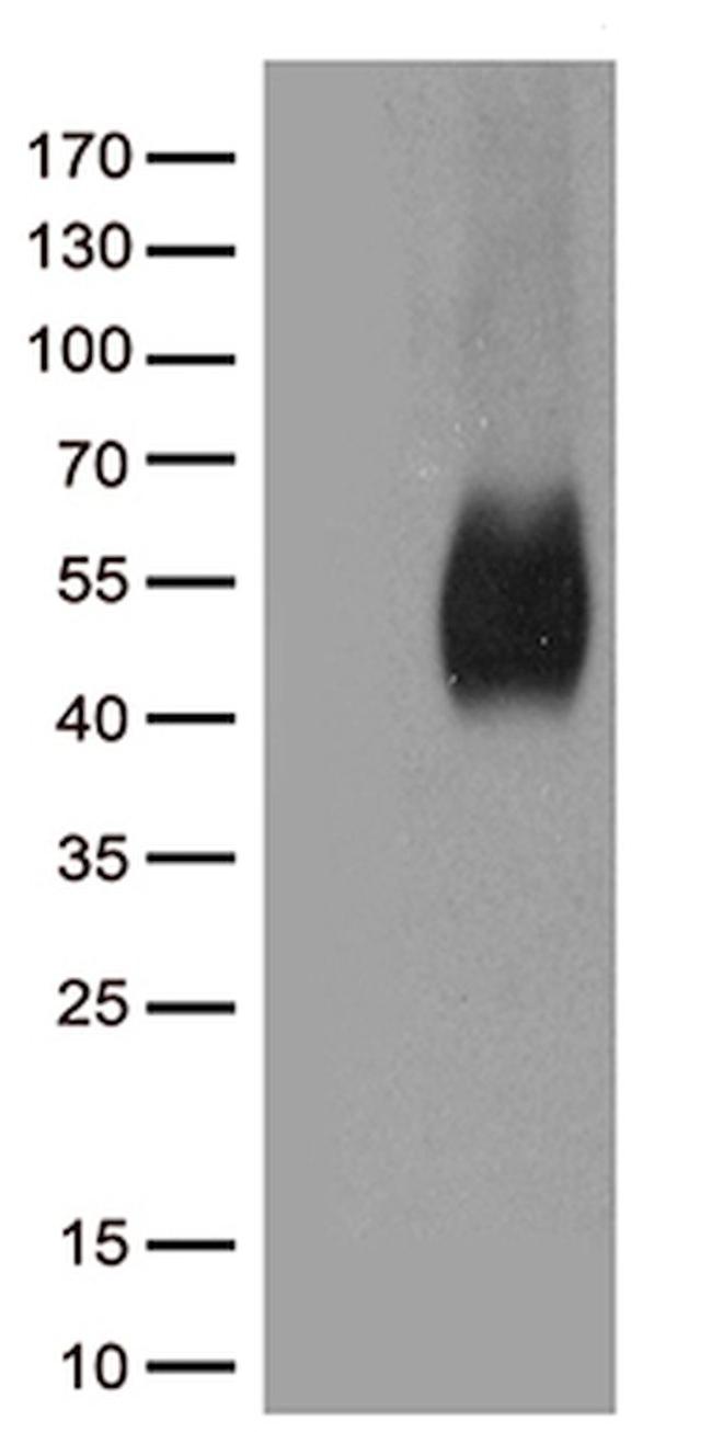 CD80 Antibody in Western Blot (WB)
