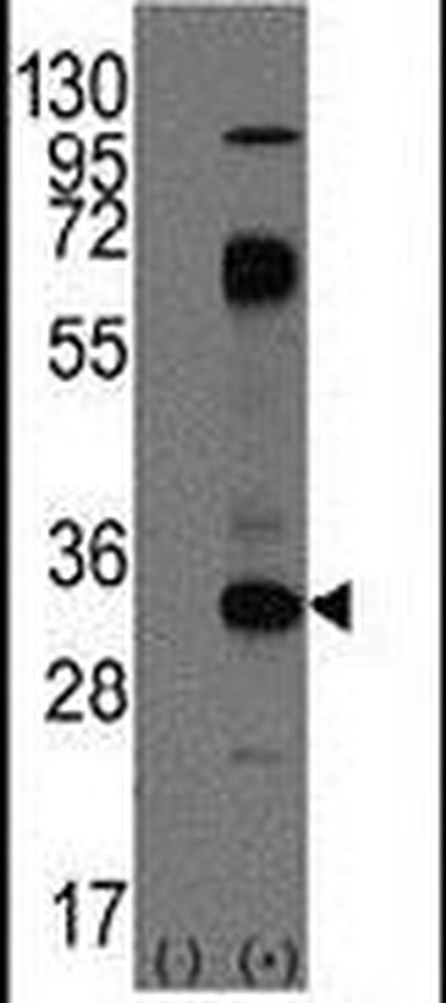 CD8 alpha Antibody in Western Blot (WB)