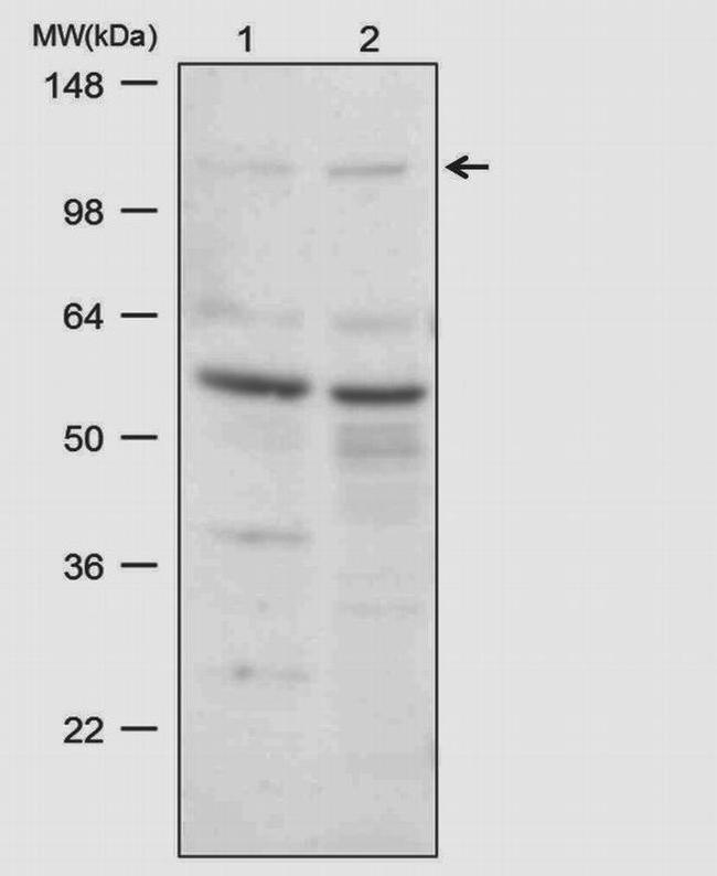 CDH11 Antibody in Western Blot (WB)