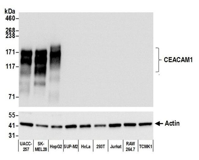 CEACAM1 Antibody in Western Blot (WB)