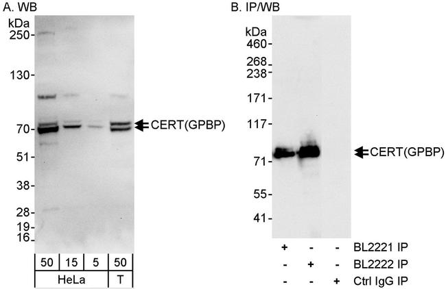 CERT/GPBP Antibody in Western Blot (WB)