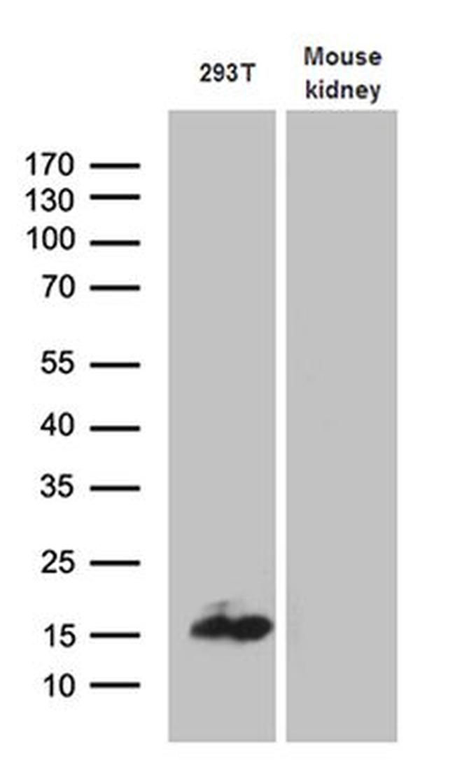 CHCHD10 Antibody in Western Blot (WB)