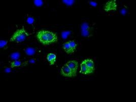 CISD1 Antibody in Immunocytochemistry (ICC/IF)