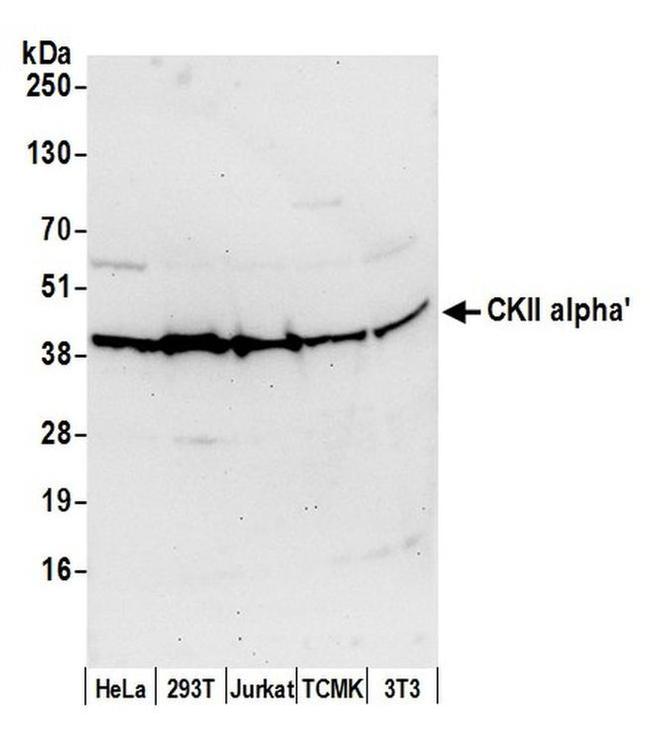 CKII alpha' Antibody in Western Blot (WB)