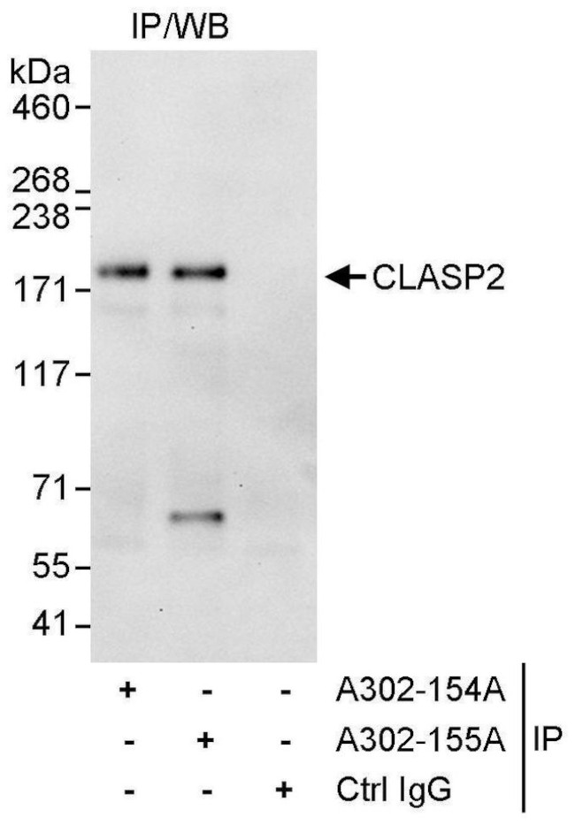 CLASP2 Antibody in Immunoprecipitation (IP)