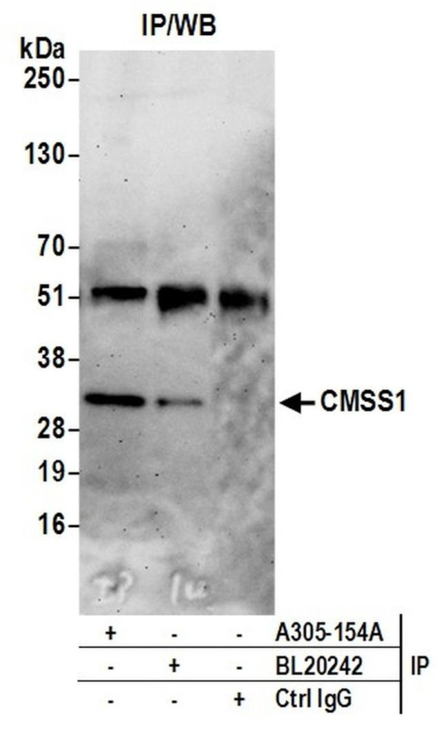 CMSS1/C3orf26 Antibody in Immunoprecipitation (IP)