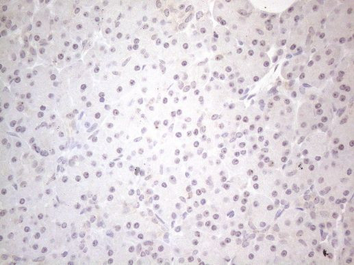 CNOT2 Antibody in Immunohistochemistry (Paraffin) (IHC (P))