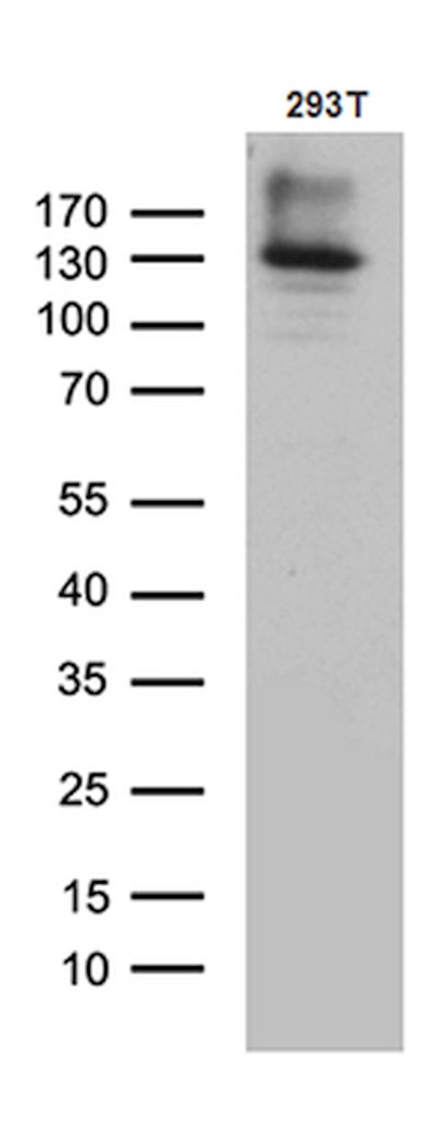 COL6A1 Antibody in Western Blot (WB)