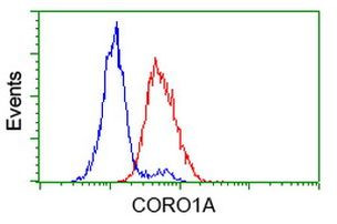 CORO1A Antibody in Flow Cytometry (Flow)