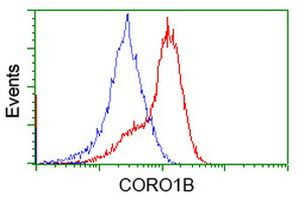 CORO1B Antibody in Flow Cytometry (Flow)