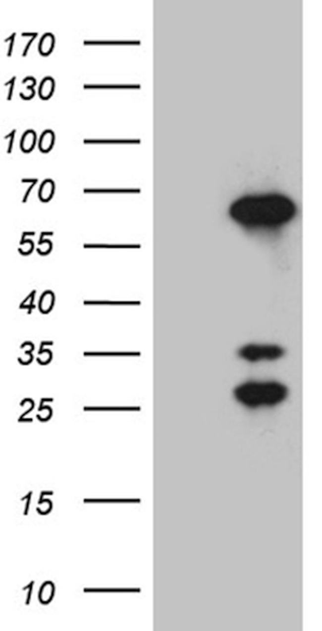 CRNN Antibody in Western Blot (WB)
