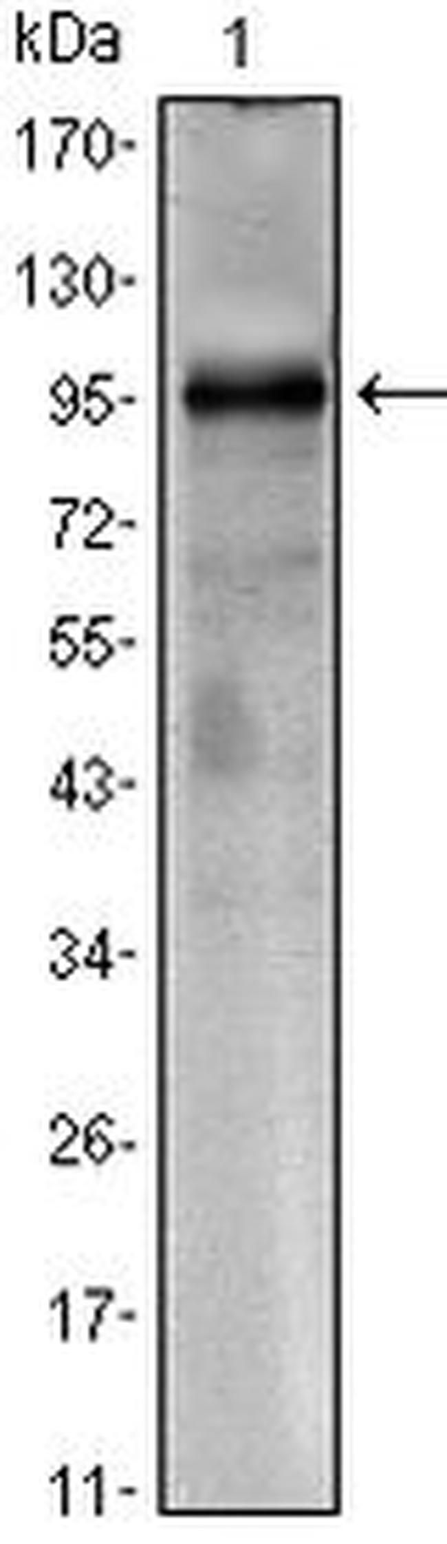 Torc1 Antibody in Western Blot (WB)