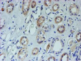 CYB5R1 Antibody in Immunohistochemistry (Paraffin) (IHC (P))