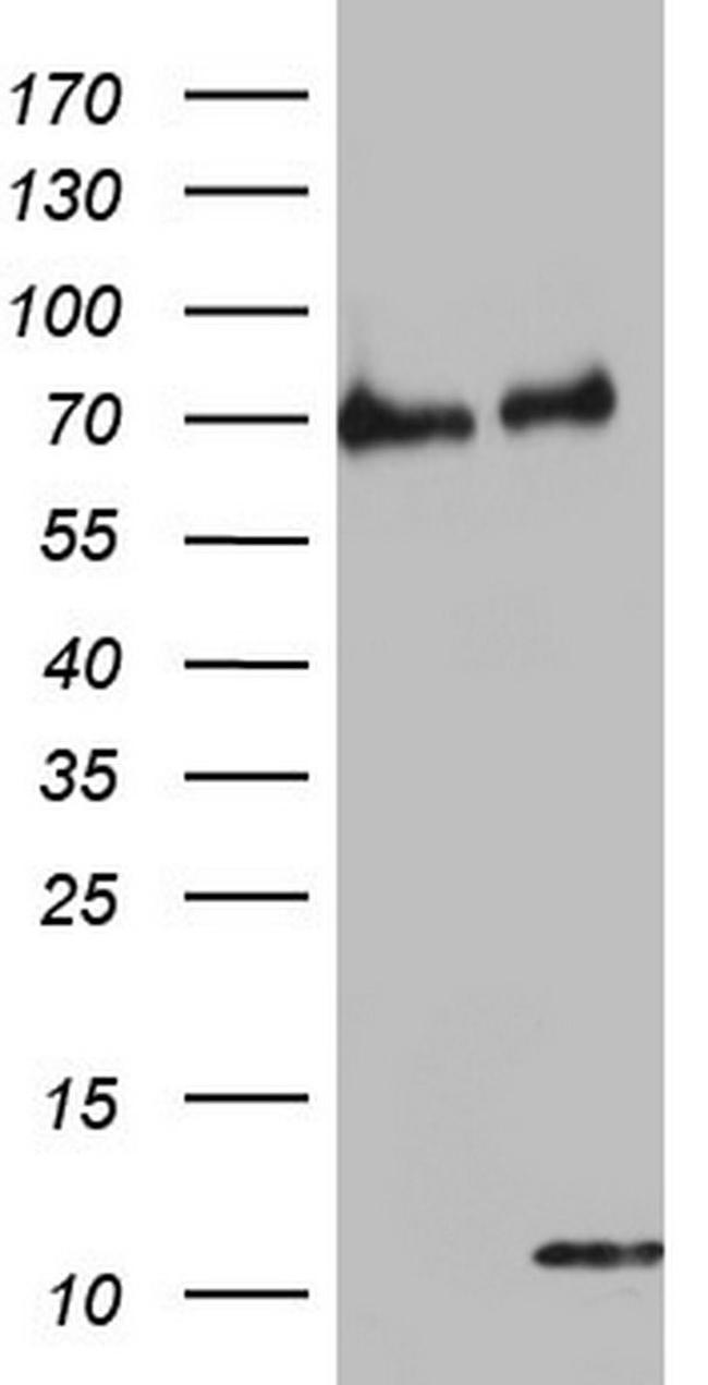 CYCS Antibody in Western Blot (WB)